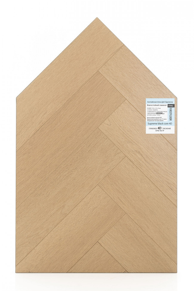 Английская ёлка дуб Одалиска 1F442